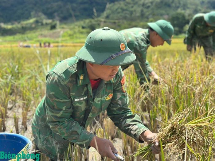 Cán bộ, chiến sĩ Đồn Biên phòng Đăk Blô (Bộ đội Biên phòng tỉnh Quảng Ngãi) giúp dân gặt lúa. Ảnh: Văn Tánh