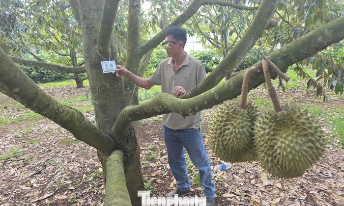 Mã vùng trồng được xem như "hộ chiếu" để sầu riêng được xuất khẩu chính ngạch. Ảnh: Tuấn Nguyễn.
