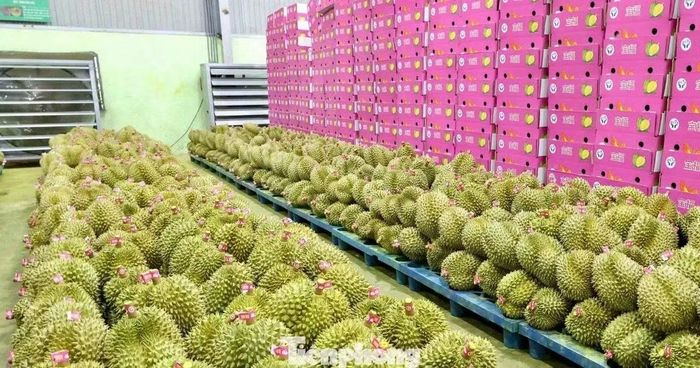 Xử lý nghiêm tình trạng mua bán, gian lận giấy chứng nhận cấp mã số vùng trồng, mã số cơ sở đóng gói (Ảnh minh họa)