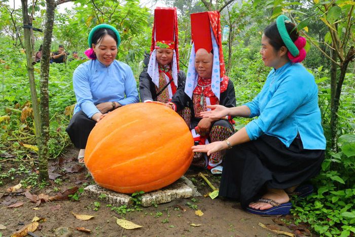 Là một sản phẩm nông nghiệp mới, bí ngô khổng lồ thu hút sự quan tâm của nhiều người dân và du khách. Ảnh: P.C
