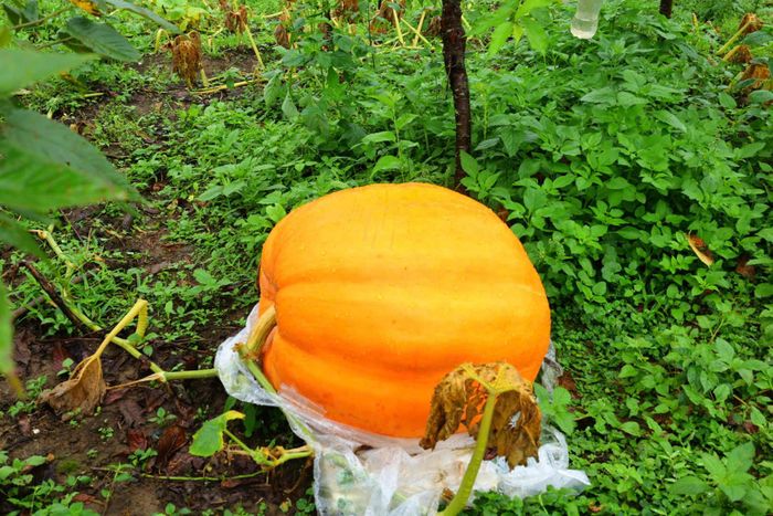 Trong điều kiện tự nhiên, bí ngô cho quả trung bình nặng khoảng hơn 50kg. Ảnh: P.C