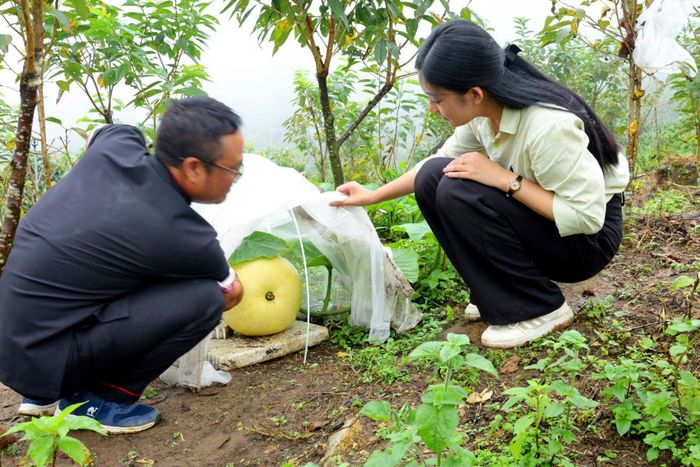 Quả bí ngô khổng lồ 10 ngày tuổi đã to hơn bí ngô bình thường. Ảnh: P.C