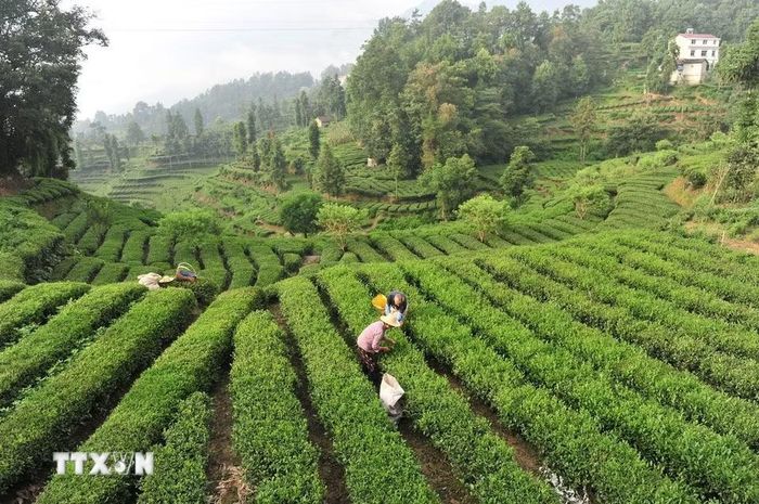 Nông dân thu hái chè tại đồi chè ở tỉnh Hồ Bắc, Trung Quốc, ngày 7/8/2026. (Ảnh: THX/TTXVN phát)