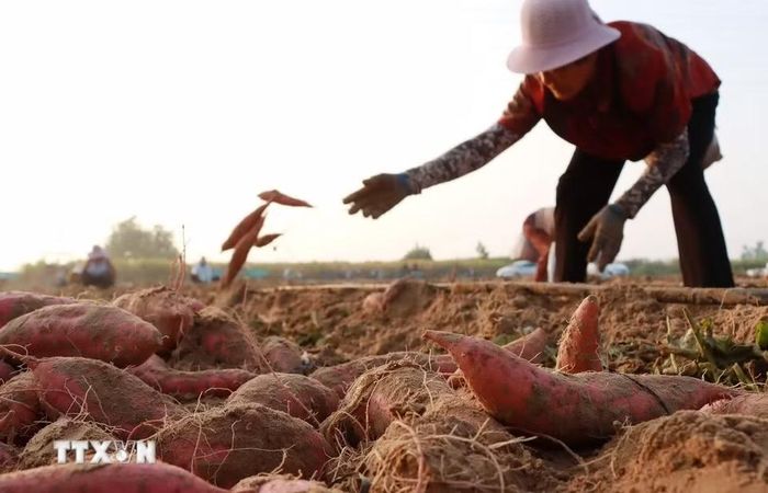 Nông dân thu hoạch khoai lang ở tỉnh Hà Nam, Trung Quốc, ngày 7/8/2026. (Ảnh: THX/TTXVN phát)