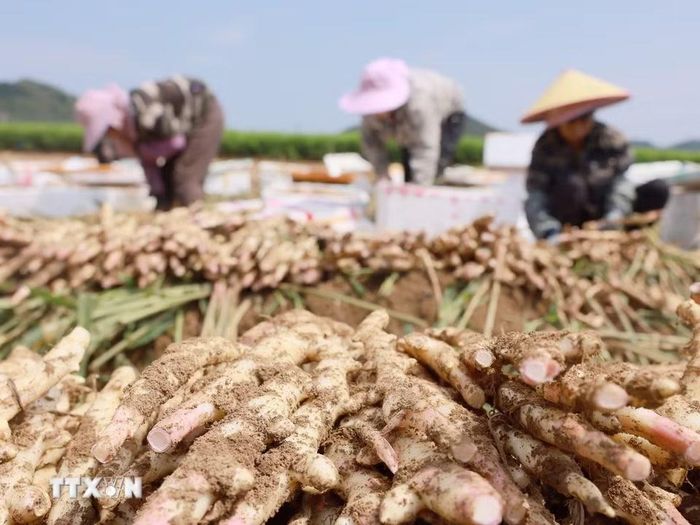 Nông dân thu hoạch gừng tại Khu tự trị dân tộc Choang Quảng Tây, miền Nam Trung Quốc, ngày 7/8/2026. (Ảnh: THX/TTXVN phát)