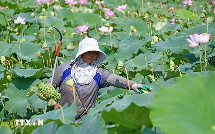 Nông dân thu hoạch đài sen tại tỉnh Chiết Giang, Trung Quốc. (Ảnh: THX/TTXVN phát)