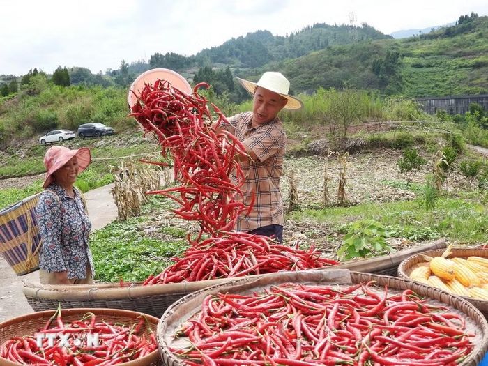 Nông dân phơi ớt vừa thu hoạch tại tỉnh Tứ Xuyên, Trung Quốc, ngày 7/8/2026. (Ảnh: THX/TTXVN phát)