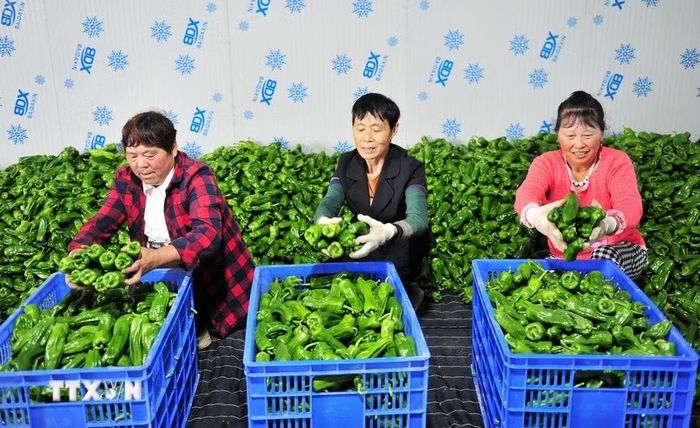 Nông dân phân loại ớt vừa thu hoạch ở tỉnh Hồ Bắc, Trung Quốc, ngày 7/8/2026. (Ảnh: THX/TTXVN phát)