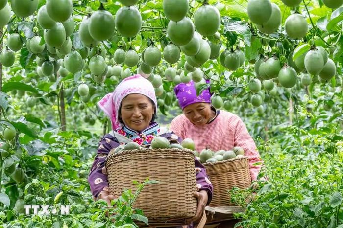 Nông dân thu hoạch chanh leo tại tỉnh Vân Nam, Trung Quốc, ngày 7/8/2026. (Ảnh: THX/TTXVN phát)