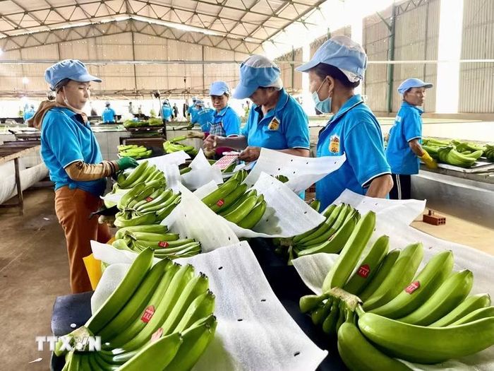 Sơ chế chuối xuất khẩu. (Ảnh: Hoài Nam/TTXVN)
