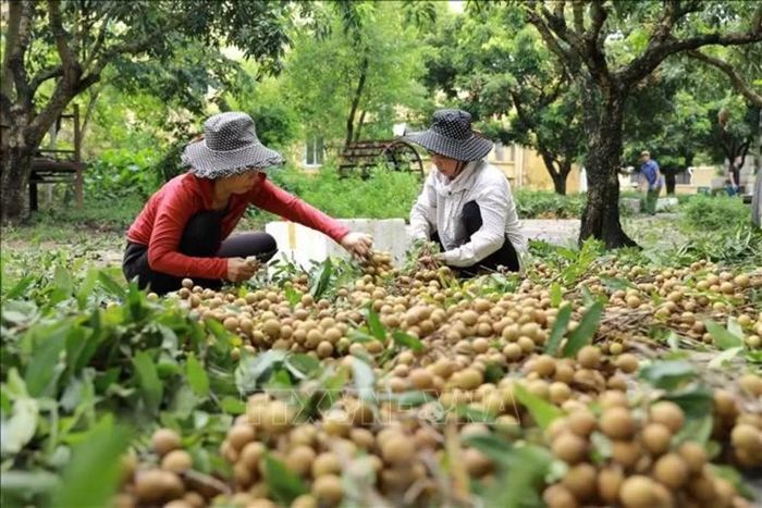 Thu hoạch nhãn tại tỉnh Hưng Yên. (Ảnh: Vũ Sinh/TTXVN)