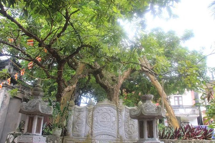 Cây nhãn tổ ở sân chùa Hiến (phường Hồng Châu, thành phố Hưng Yên).(Ảnh: Báo Hưng Yên)