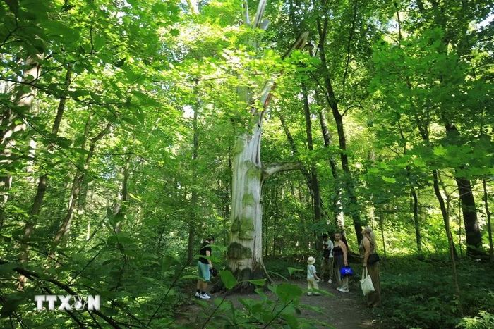 Du khách khám phá không gian xanh ở điền trang Yasnaya Polyana. (Ảnh: Văn Hiếu/TTXVN)