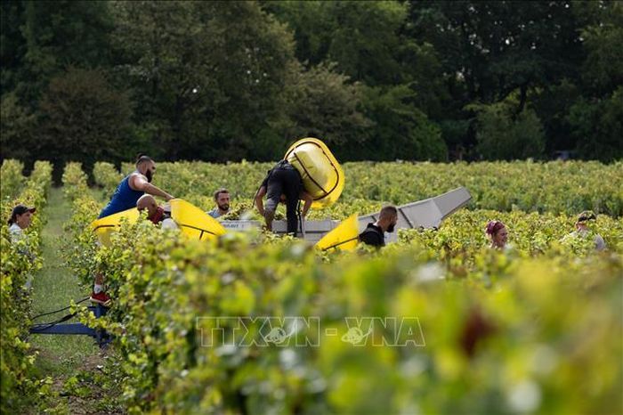 Nông dân thu hoạch nho tại Leognan, Bordeaux, Pháp. Ảnh: THX/TTXVN