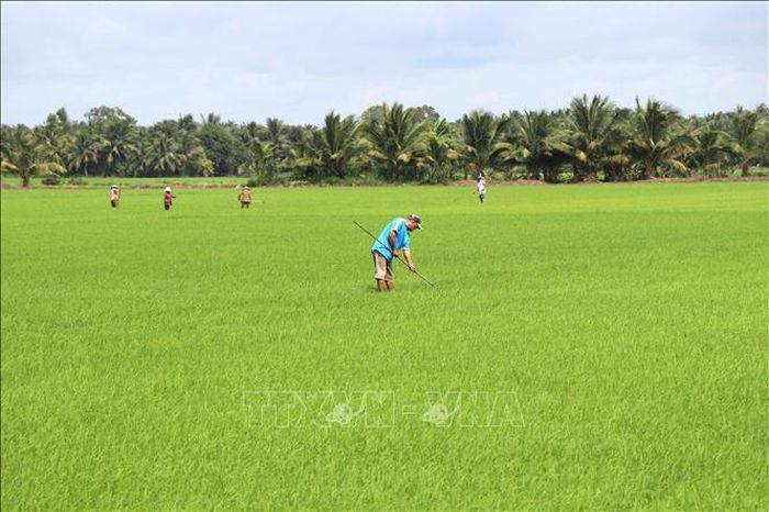 Nông dân xã Tân An chăm sóc, giặm lúa. Ảnh tư liệu: Thanh Hòa/TTXVN