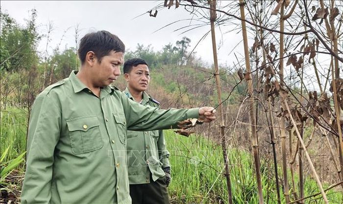 Nhân viên Ban Quản lý rừng phòng hộ Đắk Glong - Gia Nghĩa (phường bắc Gia Nghĩa, tỉnh Lâm Đồng) kiểm đếm một diện tích rừng thay thế bị thiệt hại do cháy rừng bất thường vào giữa tháng 4/2026. Ảnh tư liệu