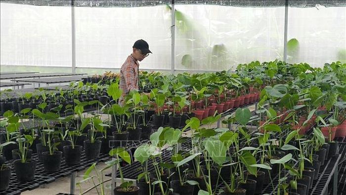 Sản xuất cây giống tại công ty Vigen, xã Chợ Lách, tỉnh Vĩnh Long.