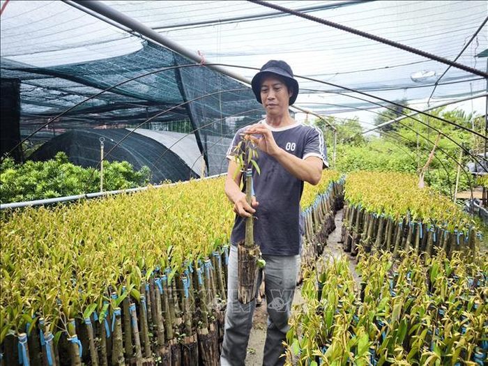 Anh Nguyễn Văn Thoàng, xã Chợ Lách, tỉnh Vĩnh Long kiểm tra giống cây sầu riêng ghép.