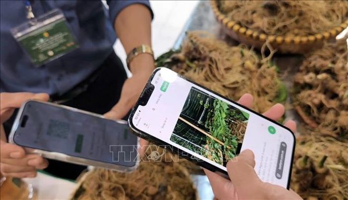 Ứng dụng số giúp người mua sâm Ngọc Linh có thể xem vị trí cây trên bản đồ, theo dõi nhật ký chăm sóc và giám sát trực tiếp qua hệ thống camera tại vườn sâm.