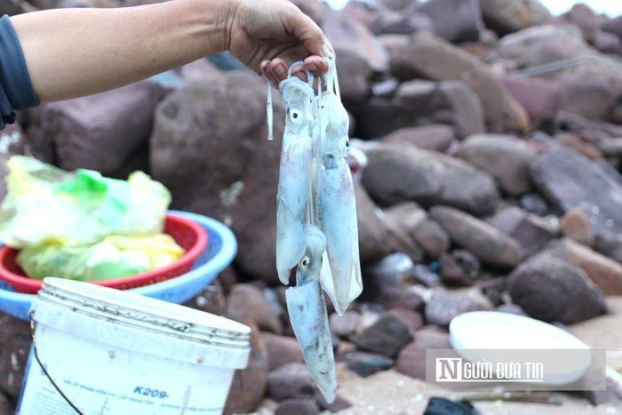 Chị Nguyễn Thị Mơ, trú tại xã Hải Lộc chia sẻ: "Nghề mưu sinh nơi chân sóng vốn dĩ bấp bênh theo từng con nước. Không phải chuyến đi biển nào cũng đầy ắp khoang thuyền. Có những đêm kém may mắn, ngư dân phải thức trắng, đối mặt với sương lạnh nhưng thành quả thu về chỉ là vài con mực nhỏ, vừa vặn cho một bữa ăn sáng của gia đình". 