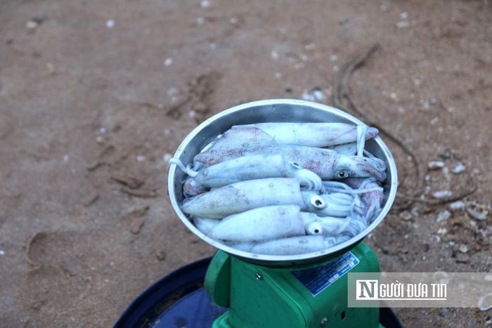 Chị Lân phấn khởi cho biết: "Ngày nào bà con đi khơi câu được nhiều mực tôi cũng vui mừng thay cho họ, việc thu mua nhờ đó cũng thuận lợi và có giá tốt hơn. Toàn bộ số mực tươi rói sau khi thu mua sẽ được tôi thu gom để bán cho khách quen và nhập cho các nhà hàng tại địa phương”