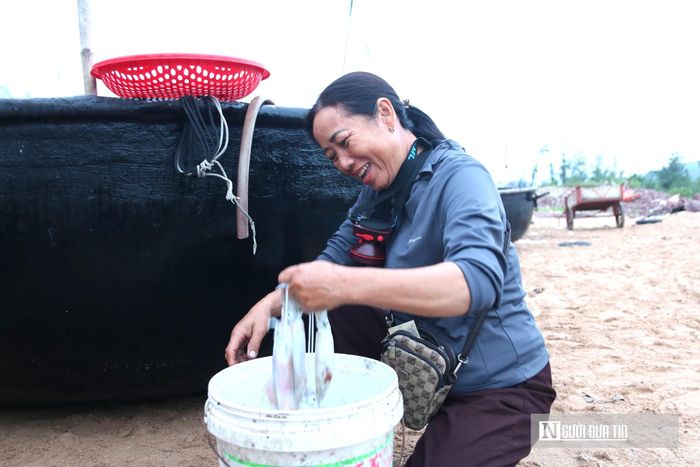 Túc trực tại bến từ mờ sáng, chị Nguyễn Thị Lân, trú tại xã Hải Lộc - một thương lái có thâm niên mấy chục năm trong nghề buôn mực nhanh tay phân loại những con mực tươi rói vừa cập bến. 