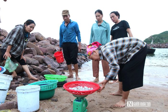 Mực câu đêm luôn có giá trị cao nhất vì độ tươi ngon tuyệt đối, thịt ngọt và giòn. Mỗi chuyến biển, một ngư dân có thể câu được từ 1 - 7 kg mực, thậm chí có đêm may mắn ngư dân câu được 10kg. 