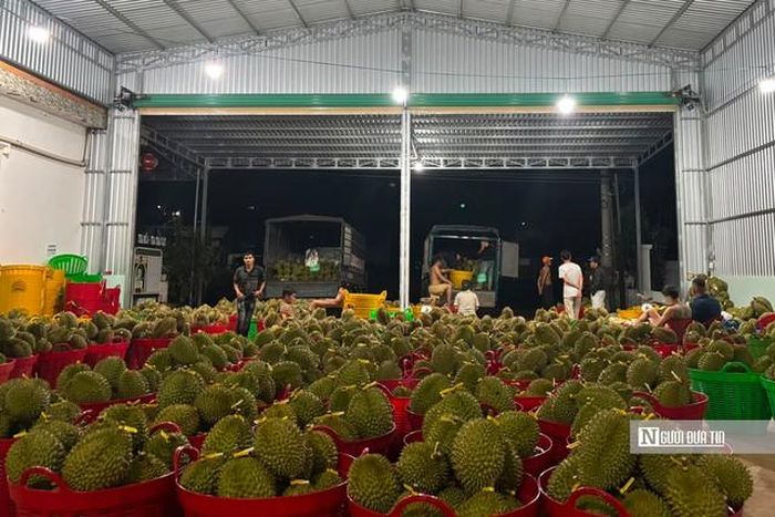 Sầu riêng đang vào mùa cao điểm. Ảnh chụp tại các doanh nghiệp thu mua, xuất khẩu sầu riêng.