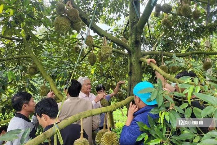 Chiến dịch "30 ngày đêm" số hoá dữ liệu mã số vùng trồng được phát động nhằm tạo điều kiện để hoàn thiện hồ sơ xuất khẩu sầu riêng.