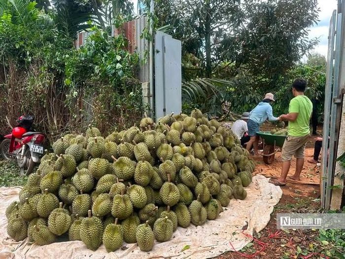Một vườn sầu riêng tại Đắk Lắk vào vụ thu hoạch.