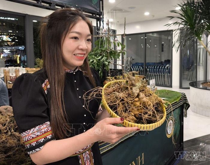 Giới thiệu sản phẩm Sâm Ngọc Linh trồng tại xã Trà Linh (thành phố Đà Nẵng). Ảnh minh họa: TTXVN phát