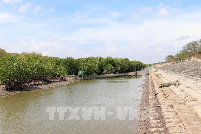 Rừng phòng hộ được trồng mới để chống sạt lở, nước biển xâm thực, bảo vệ tuyến đê biển Gò Công, tỉnh Đồng Tháp. Ảnh: Hữu Chí - TTXVN 