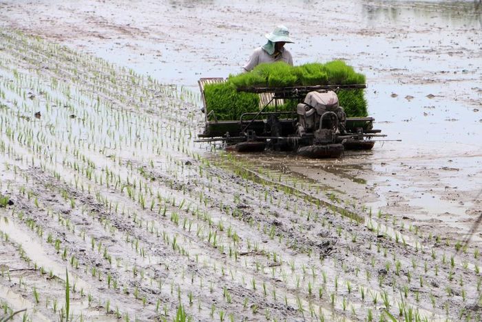 Gieo sạ hàng trong canh tác lúa phát thải thấp đã giảm đáng kể lượng lúa giống sử dụng. Ảnh: Duy Khương – TTXVN