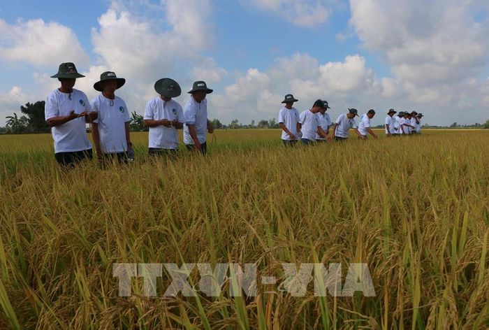 Chuyển giao kỹ thuật canh tác tiên tiến cũng như hỗ trợ kết nối thị trường là nền tảng để từng bước hình thành chuỗi giá trị lúa gạo bền vững, thích ứng với biến đổi khí hậu tại Cần Thơ. Ảnh: Duy Khương – TTXVN