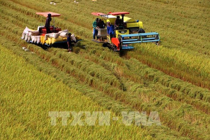 Canh tác lúa phát thải thấp không chỉ mang lại lợi ích kinh tế mà còn góp phần bảo vệ môi trường và nâng cao hơn giá trị, vị thế hạt gạo Việt Nam trên thị trường quốc tế. Ảnh: Duy Khương – TTXVN