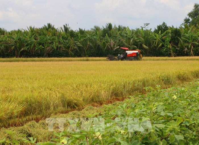 Việc chuyển đổi từ sản xuất nhỏ lẻ sang sản xuất tập thể thông qua hợp tác xã là điều kiện cần để nhân rộng mô hình canh tác lúa phát thải thấp tại Cần Thơ. Ảnh: Duy Khương – TTXVN