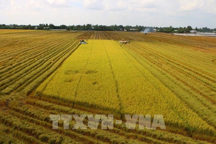 Cần Thơ triển khai đồng bộ nhiều giải pháp, trong đó hai trụ cột chính là hỗ trợ nông dân và xây dựng liên kết chuỗi chặt chẽ để hướng tới nền nông nghiệp xanh, thích ứng biến đổi khí hậu và nâng cao giá trị hạt gạo. Ảnh: Duy Khương – TTXVN