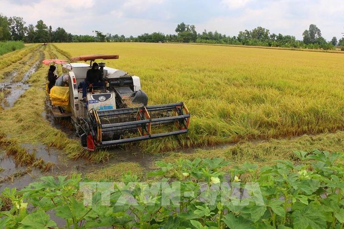 Canh tác lúa phát thải thấp được xây dựng dựa trên các nguyên tắc giảm lượng giống, quản lý nước hợp lý, dinh dưỡng chính xác và hạn chế sử dụng thuốc bảo vệ thực vật. Ảnh: Duy Khương – TTXVN