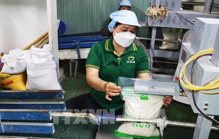 Công nhân đóng gói sản phẩm gạo hữu cơ tại Công ty TNHH Vinh Hiển ở xã Phú Thành, tỉnh Đồng Tháp. Ảnh: Hữu Chí - TTXVN