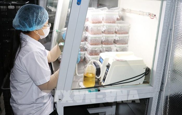 Nhân viên cấy giống nấm tại Công ty TNHH Đông trùng Hạ thảo Thiên Ân ở xã Vĩnh Bình, tỉnh Đồng Tháp. Ảnh: Hữu Chí - TTXVN