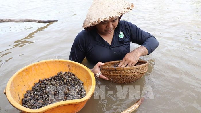 Hến và ốc gạo là nguồn lợi phổ biến người dân bắt được dưới lòng kênh. Ảnh: Nguyễn Hằng - TTXVN