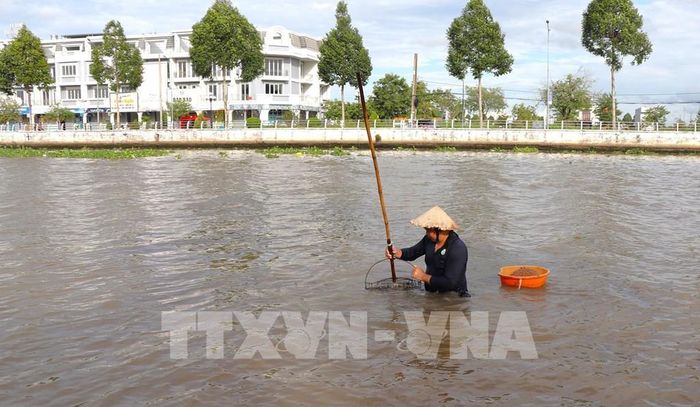 Người dân cào hến dưới lòng sông, kiếm thêm thu nhập. Ảnh: Nguyễn Hằng - TTXVN