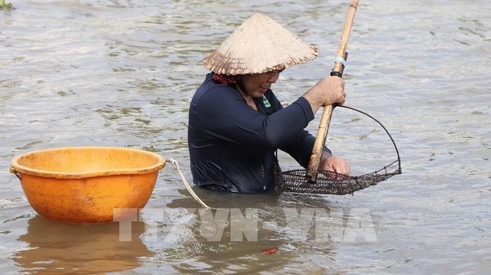 Một "lát cắt" đẹp trong đời sống mưu sinh của cư dân vùng sông nước. Ảnh: Nguyễn Hằng - TTXVN