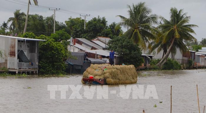 Ghe tàu di chuyển không ngừng trên dòng kênh huyết mạch. Ảnh: Nguyễn Hằng - TTXVN