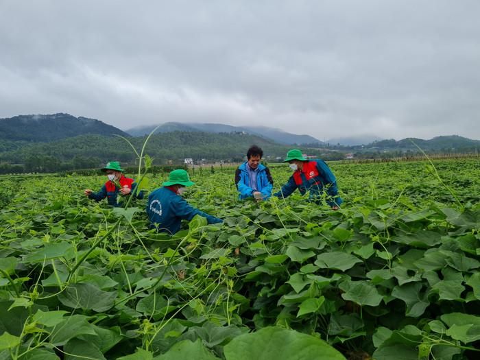 Người dân ở Tam Đảo lao động tại vườn rau su su - loại rau đặc sản ở nơi đây. Ảnh: Sưu tầm