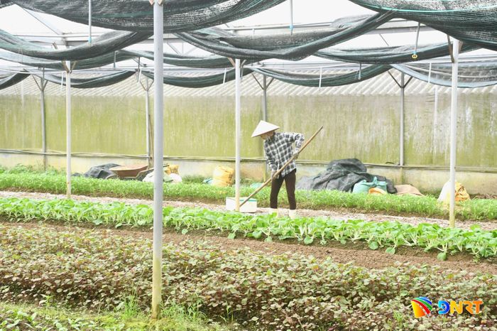 Một trong những mô hình trồng trọt hữu cơ của nông dân xã Tam Xuân. Ảnh: QUANG VIỆT