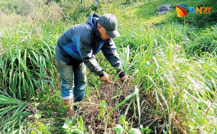 Nhiều chủ thể quan tâm đến các tiêu chí về vùng nguyên liệu khi phải thu mua ngoài địa phương. Ảnh: PHAN VINH
