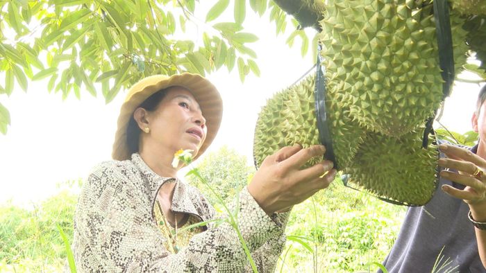 Trồng cây ăn trái ở thôn 10