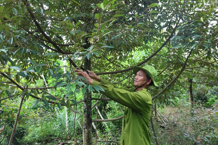 Nông dân xã Cát Tiên chuyển đổi cơ cấu cây trồng, nâng cao giá trị sản xuất