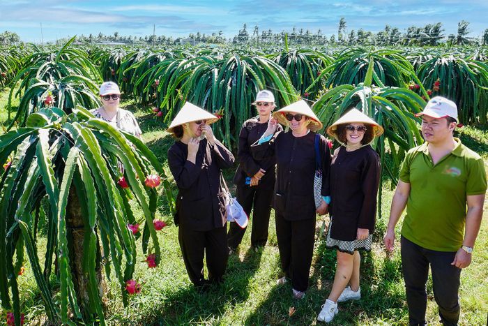 Du khách nước ngoài tham quan trang trại trồng thanh long ở xã Hàm Thuận